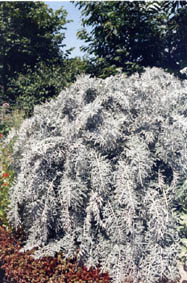 Centaurea gymnocarpa
